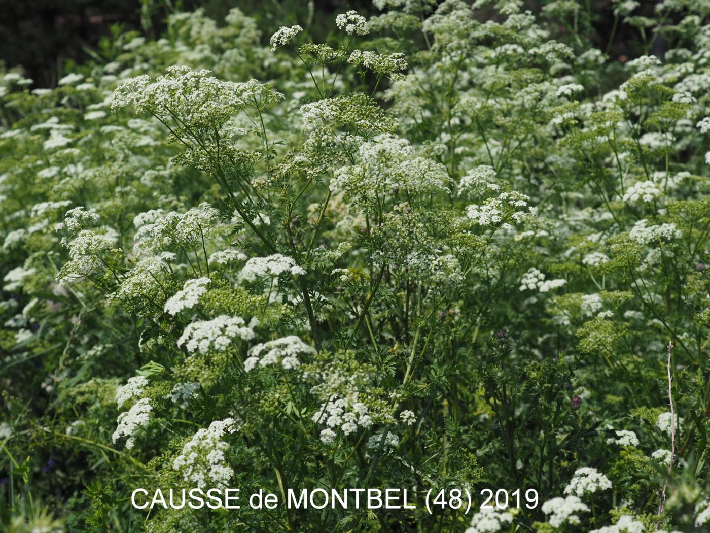 Hemlock plant